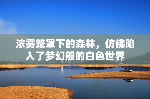 浓雾笼罩下的森林，仿佛陷入了梦幻般的白色世界